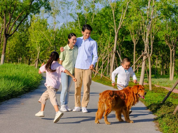 Щаслива сім'я з чотирьох пішохідних собак в парку — стокове фото