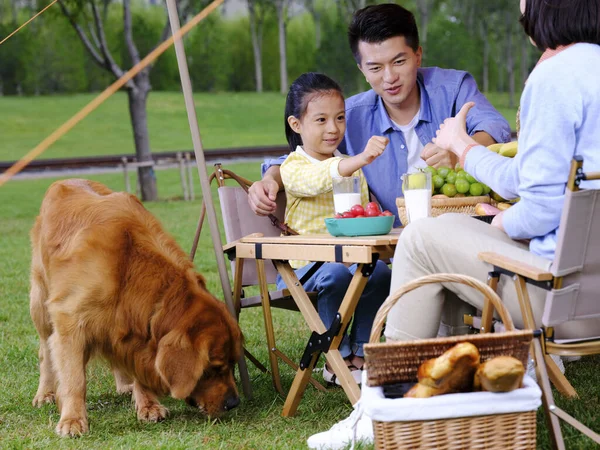 Счастливая семья из трех человек и собачий кемпинг — стоковое фото