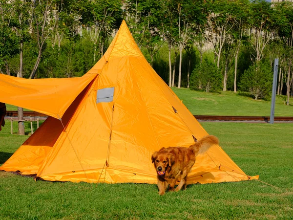 Tentes de camping et chiens dans le parc — Photo