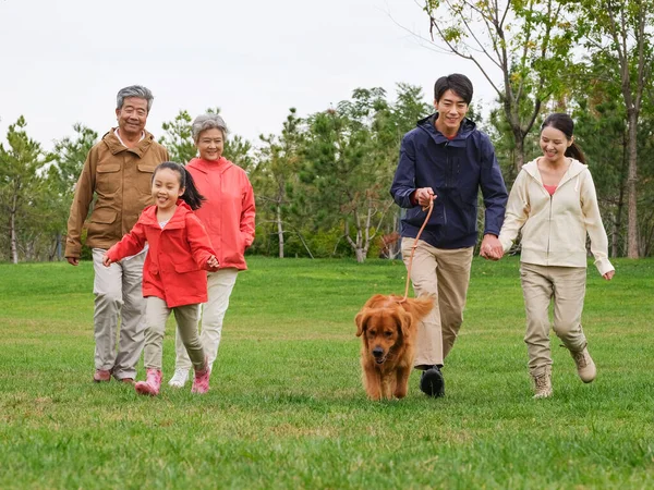 Щаслива сім'я з п'яти собак і домашніх тварин, що гуляють в парку — стокове фото