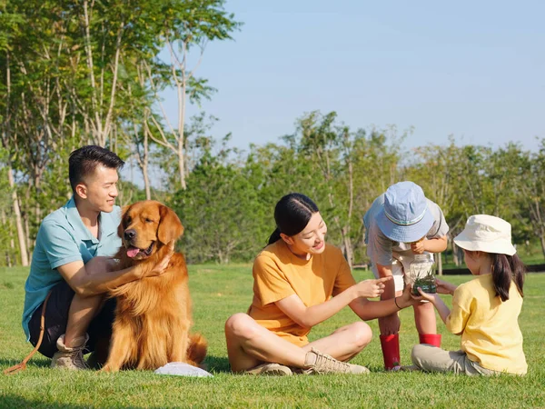 公園で遊んでいる4匹のペット犬の幸せな家族 — ストック写真