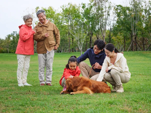 Щаслива сім'я з п'яти собак і домашніх тварин грають у парку — стокове фото
