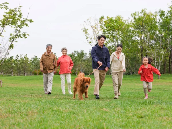 Щаслива сім'я з п'яти собак і домашніх тварин, що гуляють в парку — стокове фото