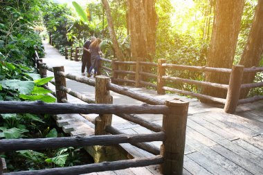 Asya 'daki tropikal yağmur ormanları.