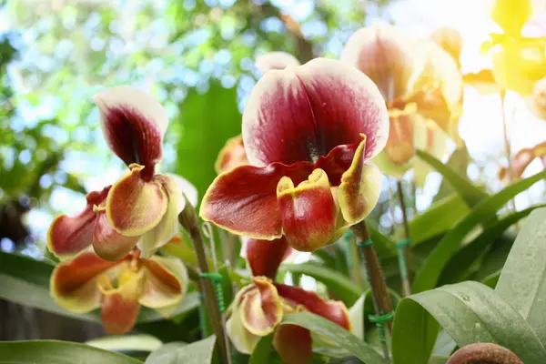 Beautiful orchid flowers. — Stock Photo, Image