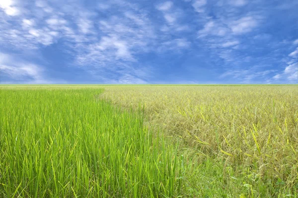 Blå himmel och en ris arkiverat — Stockfoto