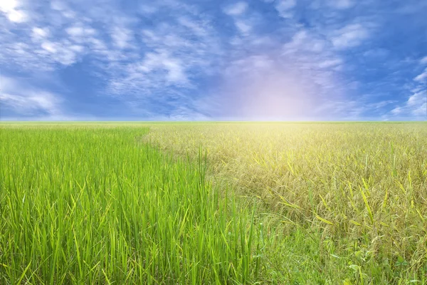 Blå himmel och en ris arkiverat — Stockfoto