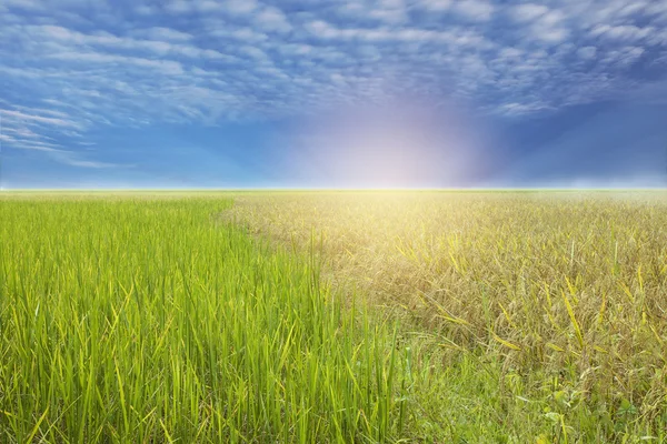 Блакитне небо і рис подається — стокове фото