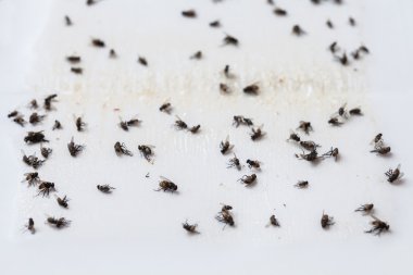 Beyaz yapışkan sinek kağıdı tuzak üzerinde sinek düştü