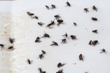 Beyaz yapışkan sinek kağıdı tuzak üzerinde sinek düştü