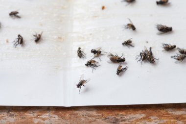 Beyaz yapışkan sinek kağıdı tuzak üzerinde sinek düştü