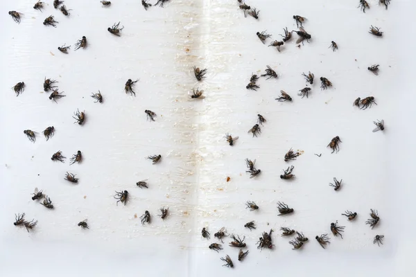 Enfoque selectivo, Moscas atrapadas en blanco pegajoso mosca papel trampa —  Fotos de Stock