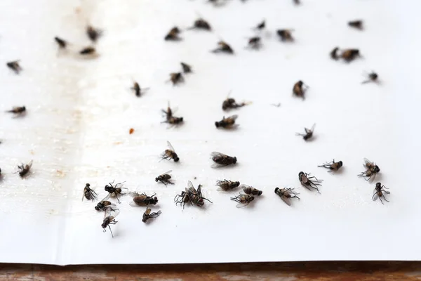 Moscas atrapadas en blanco pegajoso mosca papel trampa —  Fotos de Stock
