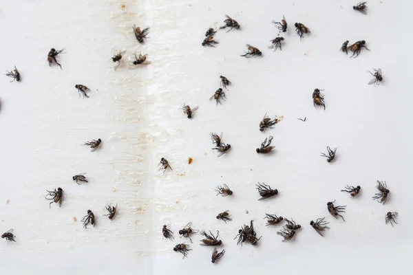 Moscas atrapadas en blanco pegajoso mosca papel trampa —  Fotos de Stock