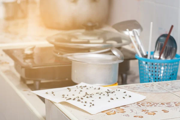 Beyaz yapışkan sinek kağıdı tuzak üzerinde sinek düştü