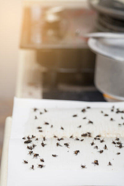 Flies caught on white sticky fly paper trap