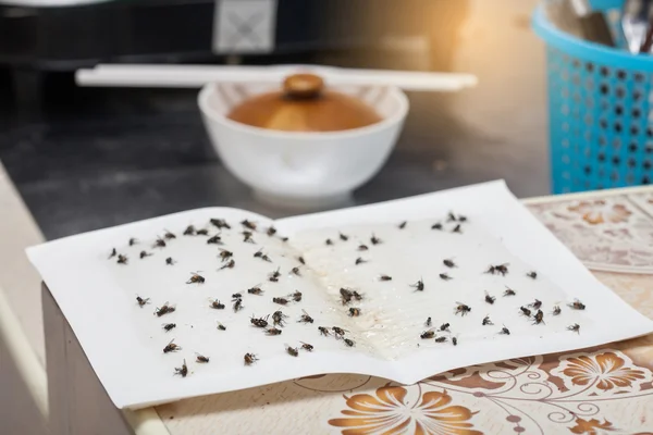 Flies caught on white sticky fly paper trap — Stock Photo, Image