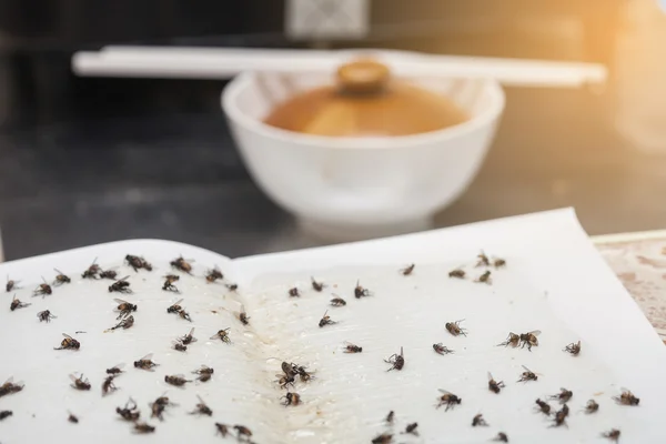 Beyaz yapışkan sinek kağıdı tuzak üzerinde sinek düştü