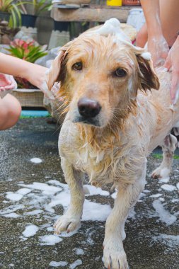 Şampuanla duş alan bir köpeğin komik portresi..