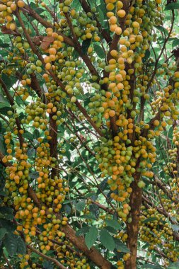 Baccaurea ramiflora Lour or Burmese grape tree , Mafai in Thai, sweet and sour fruit on tree .