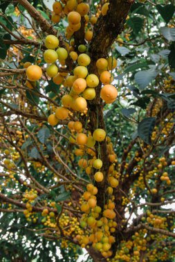 Baccaurea ramiflora Lour or Burmese grape tree , Mafai in Thai, sweet and sour fruit on tree .