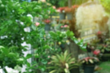 Bulanık doğa ve yeşil yapraklar bokeh arkaplan.