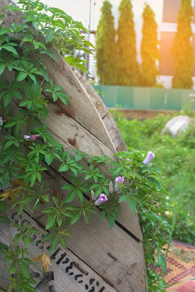 Okänd Liten Växt Med Blommor Naturen Bakgrund — Stockfoto