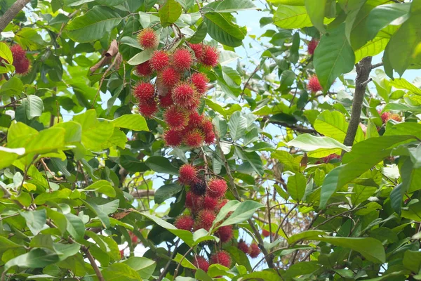 Świeże Czerwone Rambutany Drzewie Rambutan Apetyczny Tajski Owoc — Zdjęcie stockowe