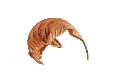 Beyaz arka planda doğal olarak kuru bırakılma.