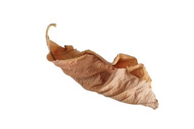 Beyaz arka planda doğal olarak kuru bırakılma.