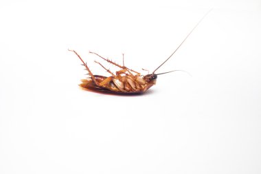 ölü Hamam böcekleri