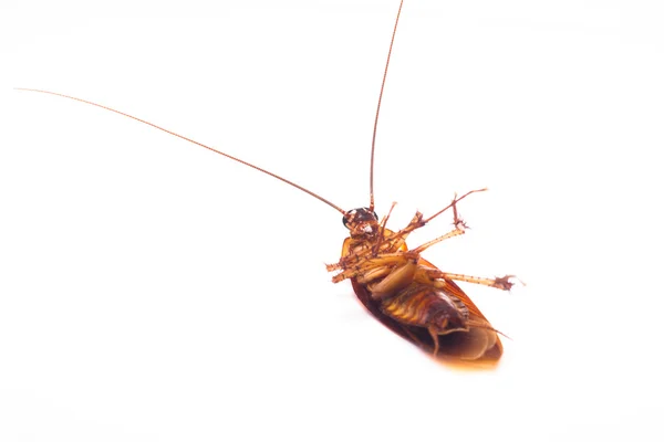Cucarachas —  Fotos de Stock