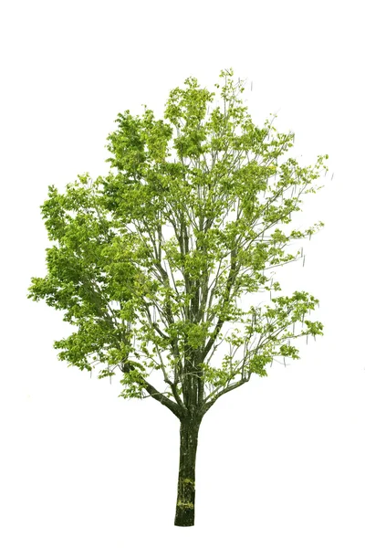 Verde bela árvore — Fotografia de Stock