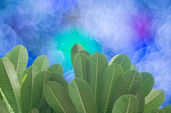 Leaves and bokeh — Stock Photo, Image