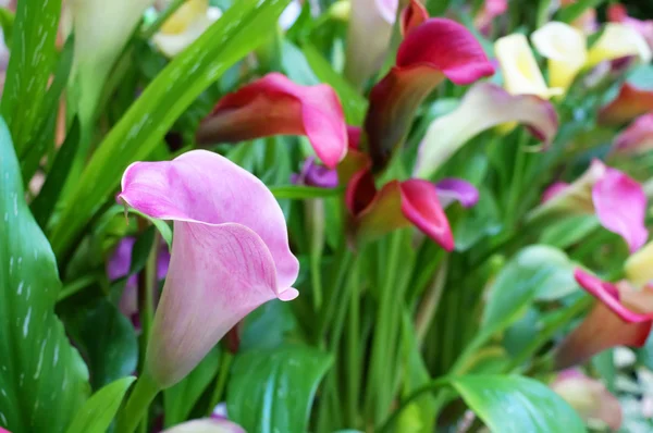 Flamingo lily — Stock Photo, Image