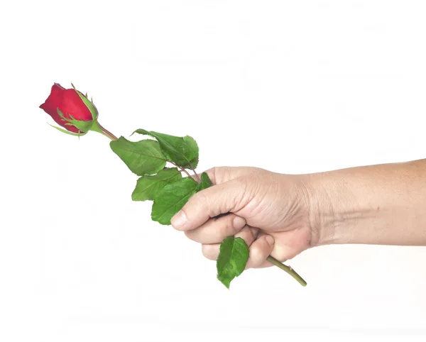 Hand holding red rose — Stock Photo, Image