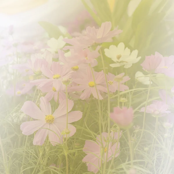 Beautiful flowers made with color filters soft focus — Stock Photo, Image