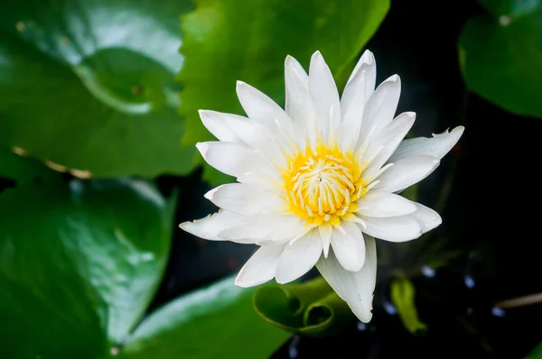 Beautiful waterlily or lotus flower — Stock Photo, Image