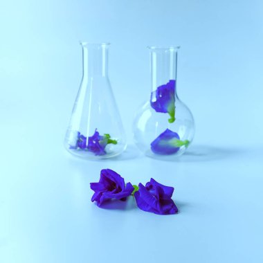 Laboratuvardaki biyoloji deneyleri için tüp içinde kelebek bezelyesi otu. .