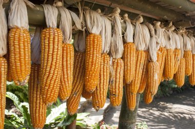 kurutulmuş mısır koçanı üzerinde denge aletinin üstüne askıda kaldı.