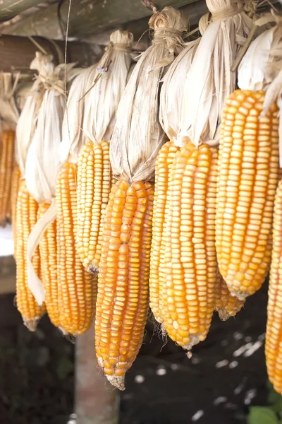 Sušená kukuřice na klásky na nosníku — Stock fotografie