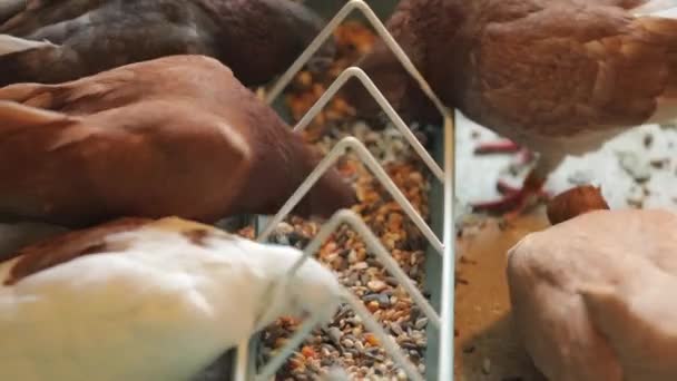 Les pigeons sont une race rare avec de grands cercles autour des yeux, les oiseaux mangent du grain — Video