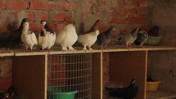 Duiven zijn een zeldzaam ras met grote cirkels rond de ogen, Duiventil op het dak — Stockvideo