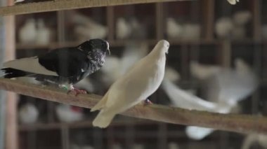 Gri ve beyaz güvercinler bir tünekte oturuyorlar. Arka planda birçok güvercin var.