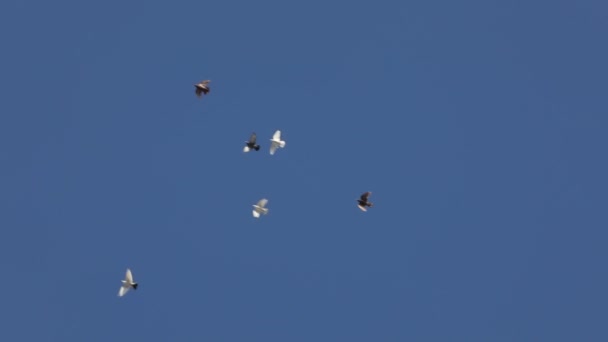 Several multicolored pigeons fly one after other in blue sky a symbol of freedom — Stock Video
