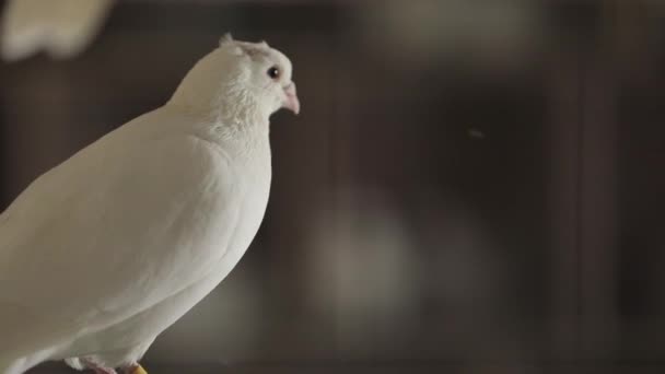 A beautiful white dove sits on perch. The focus shifts and we see other pigeons — Stock Video