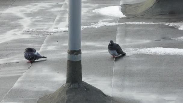 Šedí holubi sedí na střechách a čistí si peří. Dvě šedé holubice — Stock video