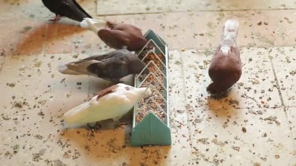 Les pigeons sont une race rare avec de grands cercles autour des yeux, les oiseaux mangent du grain — Video