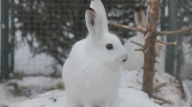 Arkasında tavşan olan beyaz bir yabani tavşanın yakın çekimi. beyaz karın arkaplanı