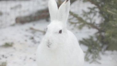 Köknar dallarının arka planında beyaz bir yabani tavşanın portresi.